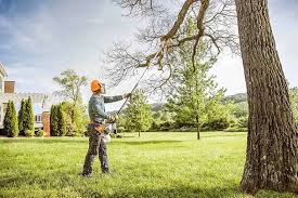 Reliable East Meadow, NY Tree Care Services Solutions