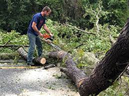 How Our Tree Care Process Works  in  East Meadow, NY