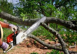  East Meadow, NY Tree Care Services Pros