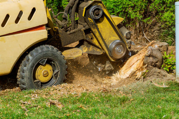 Best Fruit Tree Pruning  in East Meadow, NY