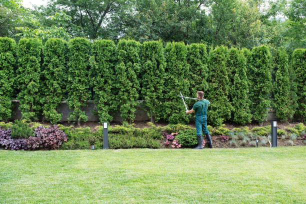 Best Tree Preservation Services  in East Meadow, NY