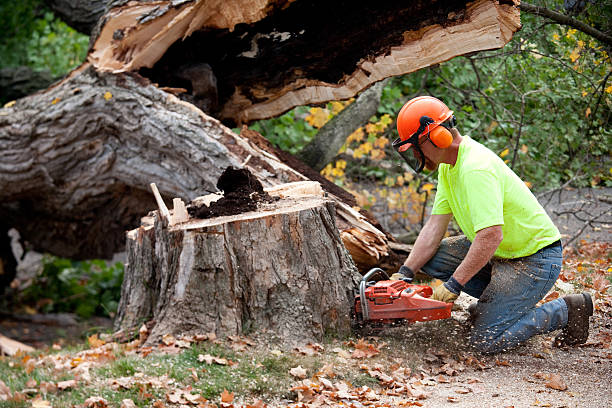 Best Lawn Grading and Leveling  in East Meadow, NY