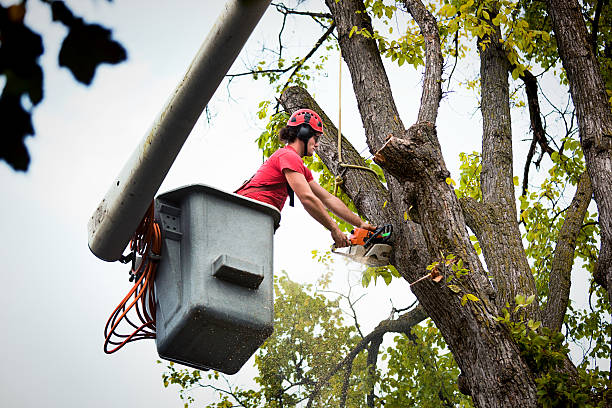 Best Palm Tree Trimming  in East Meadow, NY